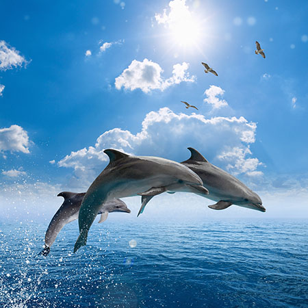 AdobeStock_170765175_Dolphins.jpg