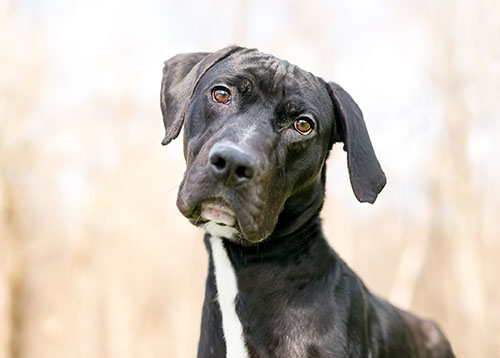 AdobeStock_249604165_GreatDane_LoRes.jpg